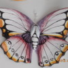 DSCN4014